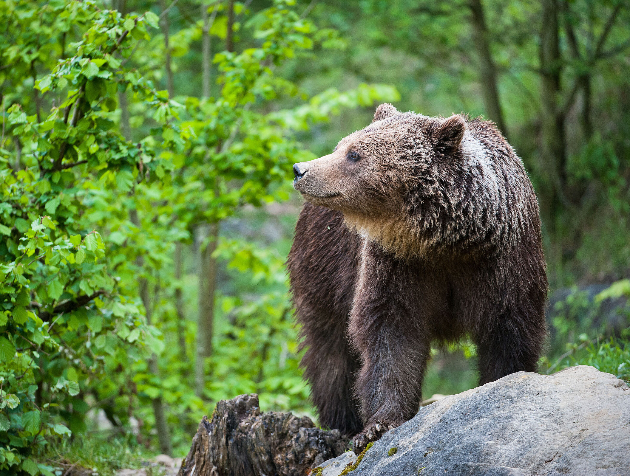 Ein ins Profil gewendeter Braunbär steht auf einem Felsvorsprung im Wald 