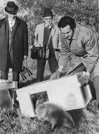 Der frühere BN-Geschäftsführer Helmut Steininger setzt einen Biber am Ammersee-Südufer aus (Foto: BN)