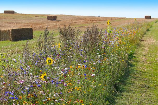 Ein bunter Blühstreifen mit vielen Blumen vor abgemähtem Feld mit Strohballen (Foto: Ines Porada/stock.adobe.com)