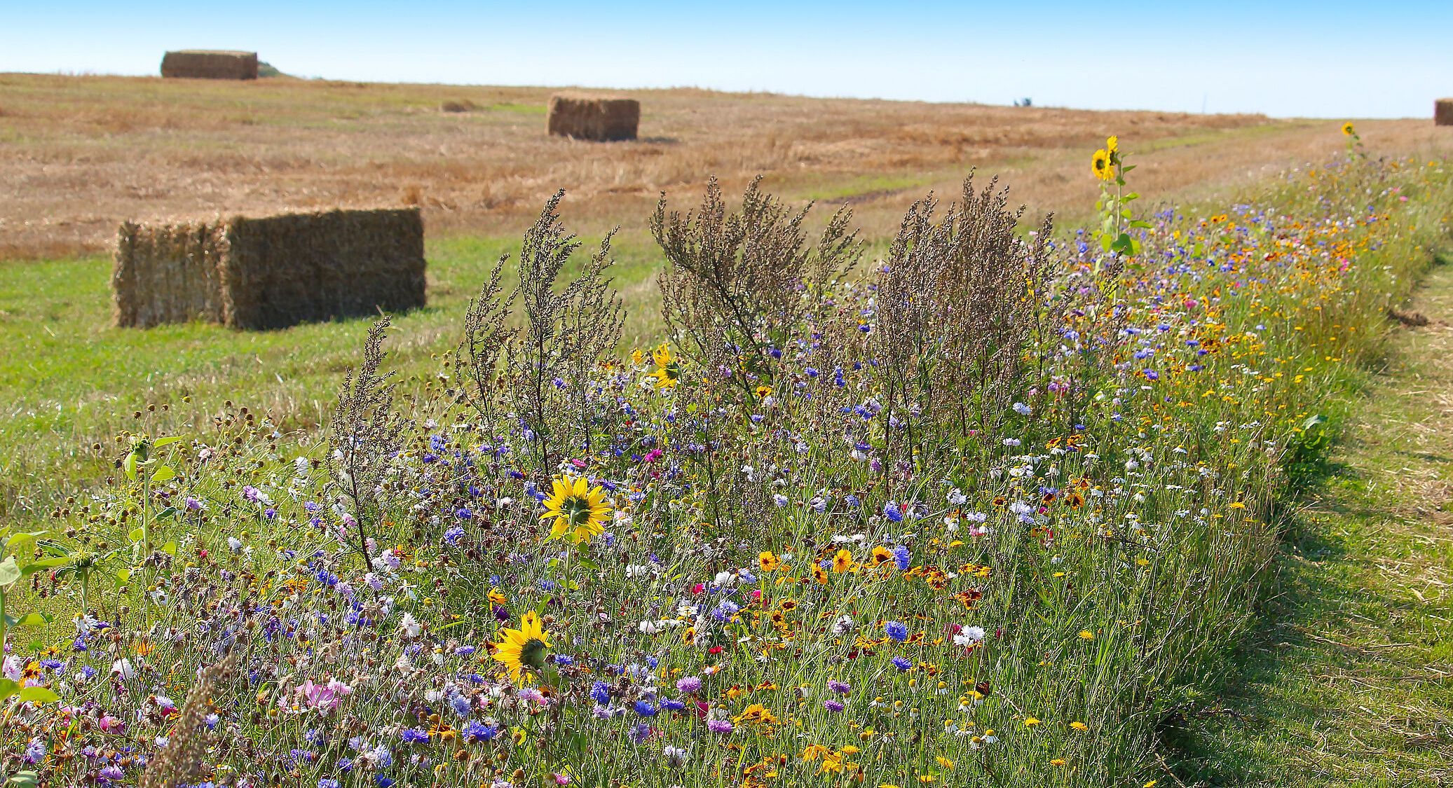 Ein bunter Blühstreifen mit vielen Blumen vor abgemähtem Feld mit Strohballen (Foto: Ines Porada/stock.adobe.com)