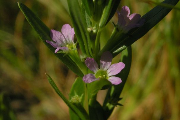 Lythrum hyssopifolia