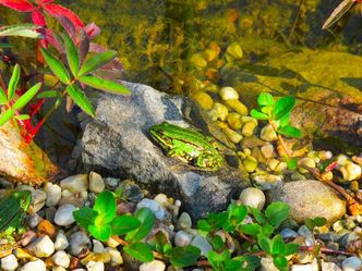 Amphibien im Gartenteich Infos vom BUND Naturschutz