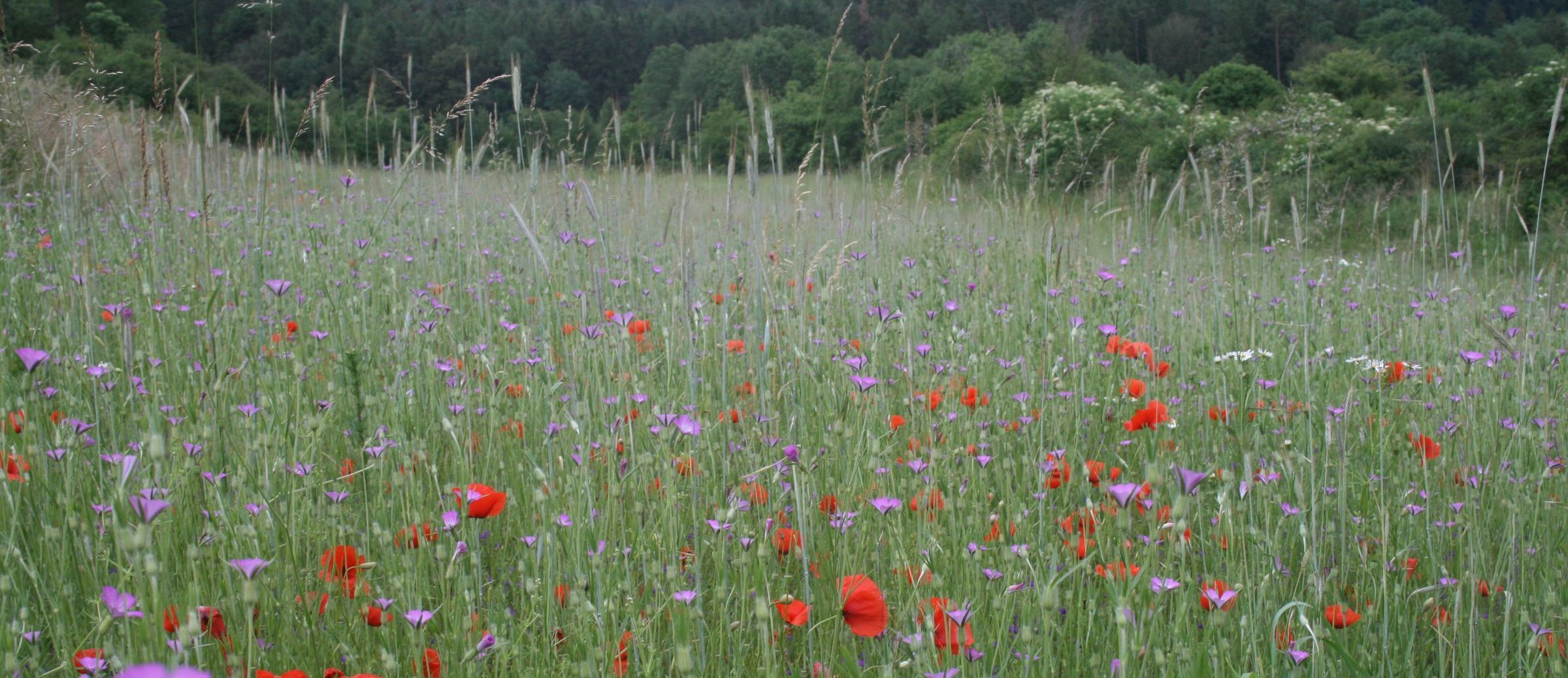 Ein Getreideacker mit bunten Ackerwildkräutern. Auf diesem Siegeracker wachsen 75 verschiedene Arten von Ackerwildkräutern. (Foto: LfL)