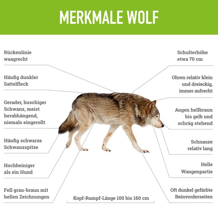 Der Wolf in Bayern BUND Naturschutz
