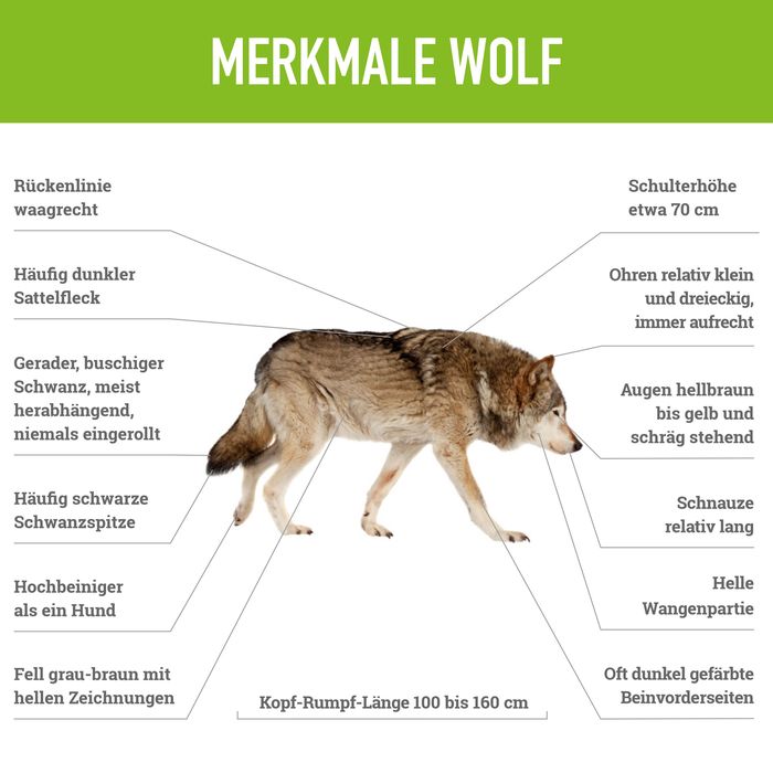 Der Wolf in Bayern BUND Naturschutz