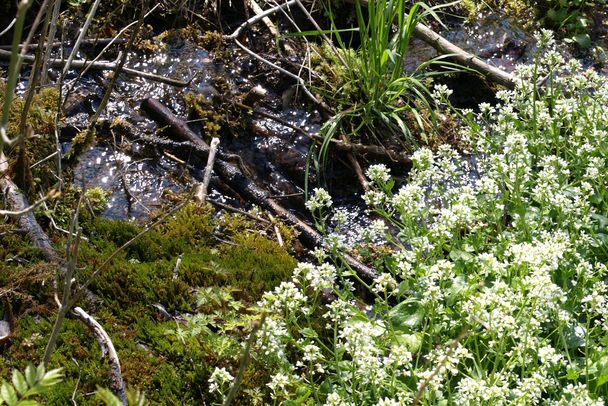 Cochlearia bavarica Gewässerschutz: Weißes Löffelkraut an einer Quelle (Foto: German Weber)