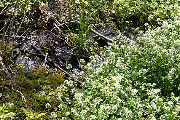 Bayerisches Löffelkraut an einer Quelle (Foto: German Weber) Bayerisches Löffelkraut an einer Quelle
