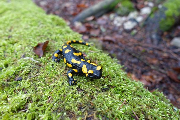 Feuersalamander auf Moos (Bild: Heide Frobel) Feuersalamander auf Moos (Bild: Heide Frobel)