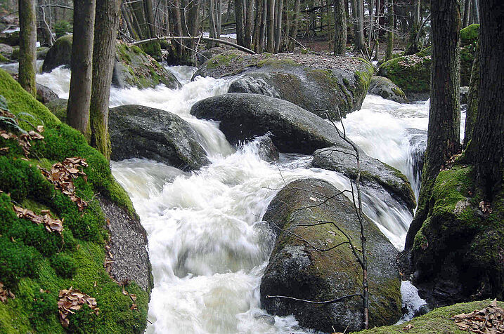 In der "Hölle" bei Brennberg im Vorderen Bayerischen Wald. Die starke Schneeschmelze im April 2006 ließ die Kraft der früheren Wassermassen erahnen (Foto: Peter Streck).