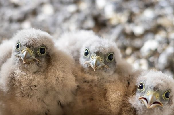 Schleiereulen-Küken im Vilsheimer Kirchturm. Foto: Selmansberger