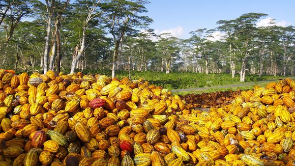 Anbau und Herstellung von Schokolade verbrauchen viel Wasser. (Foto: MICHEL/stock.adobe.com) Kakaofrüchte auf einer Kakaoplantage: Infos und Checkliste für nachhaltige Schokolade