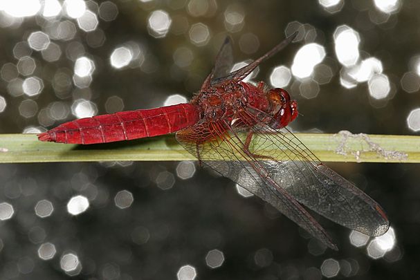 Feuerlibelle (Crocothemis erythraea)