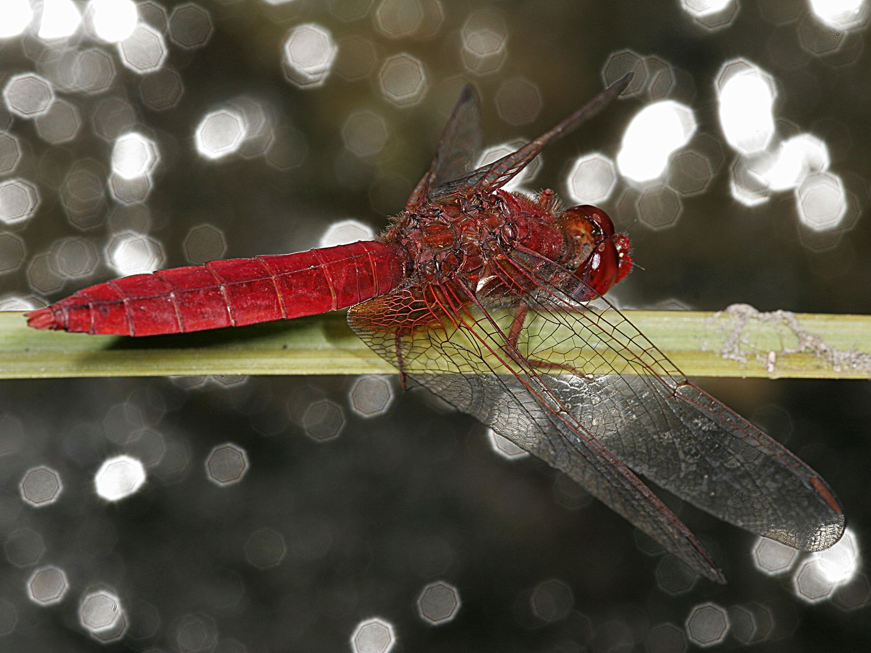 Männliche Feuerlibelle (Foto: Wolfgang Willner) Ein Männchen der Feuerlibelle (Crocothemis erythraea)