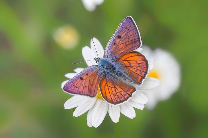Violetter Feuerfalter (Foto: Jürgen Fischer)