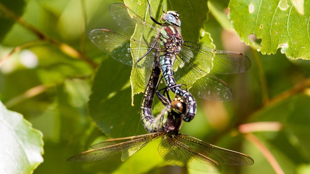 Frühe Schilfjäger im Paarungsrad, Männchen oben (Foto: Falko Heidecke) Zwei Frühe Schilfjäger (Brachytron pratense) bilden das Paarungsrad, das Männchen (oben) hält das Weibchen am Kopf