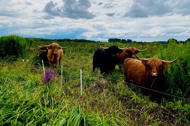 Beweidung Dattenhauser Ried, Foto_Donautal-Aktiv