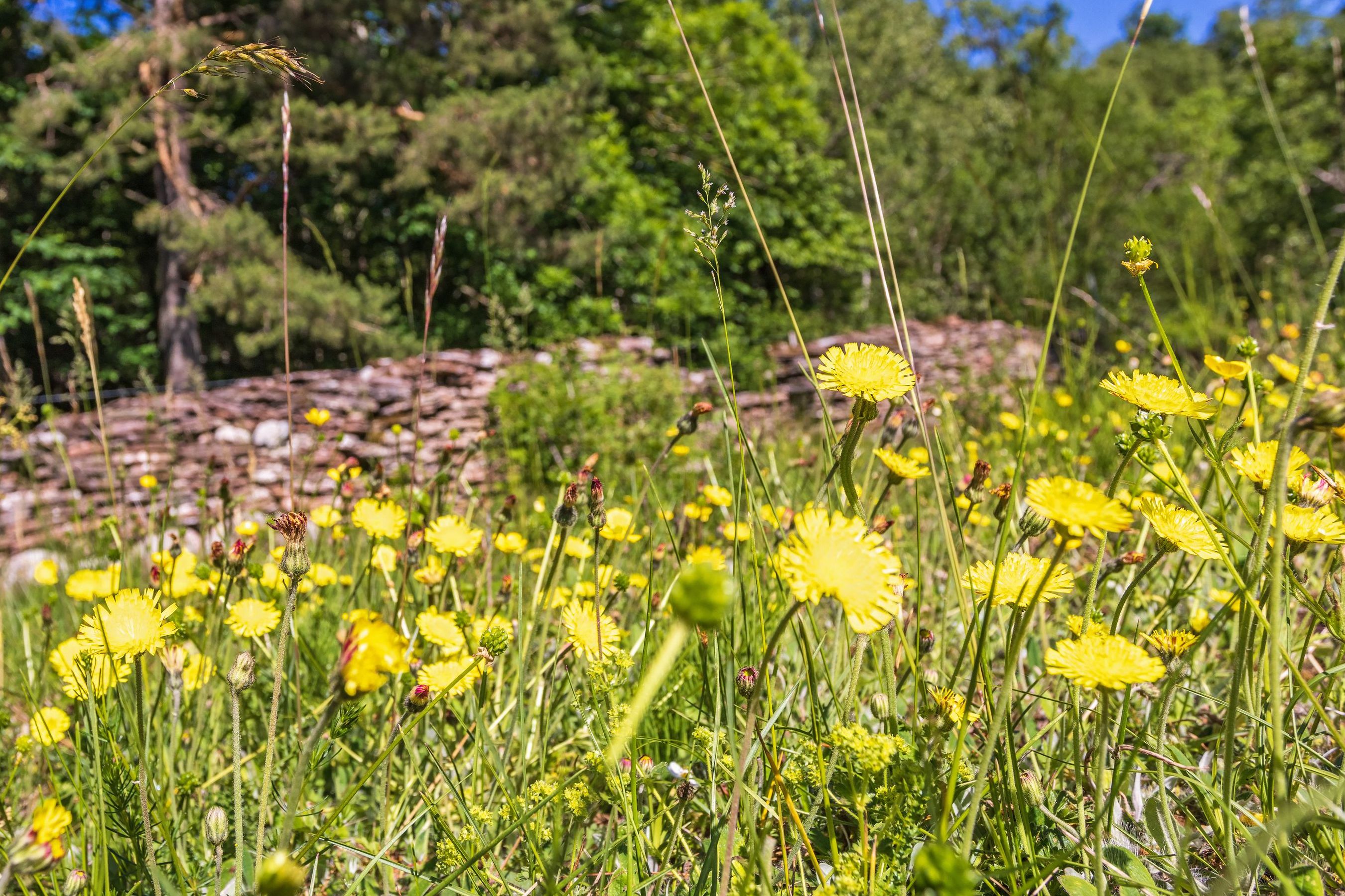 Sandgarten anlegen: Gelb blühendes Kleines Habichtskraut auf der Wiese eines Sandgartens