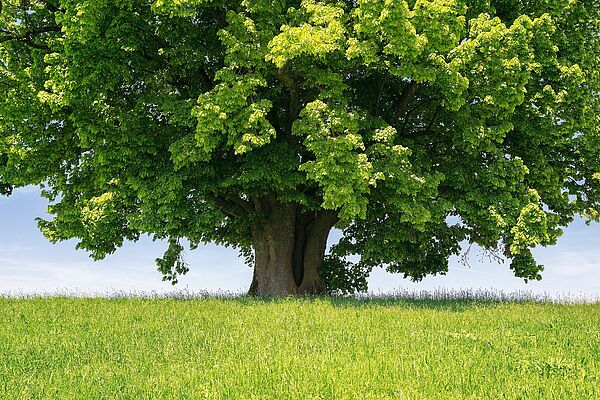 Starkes Wachstum: DIe Linde ist der Symbolbaum des BUND Naturschutz (Foto: serkat Photography - stock.adobe.com)