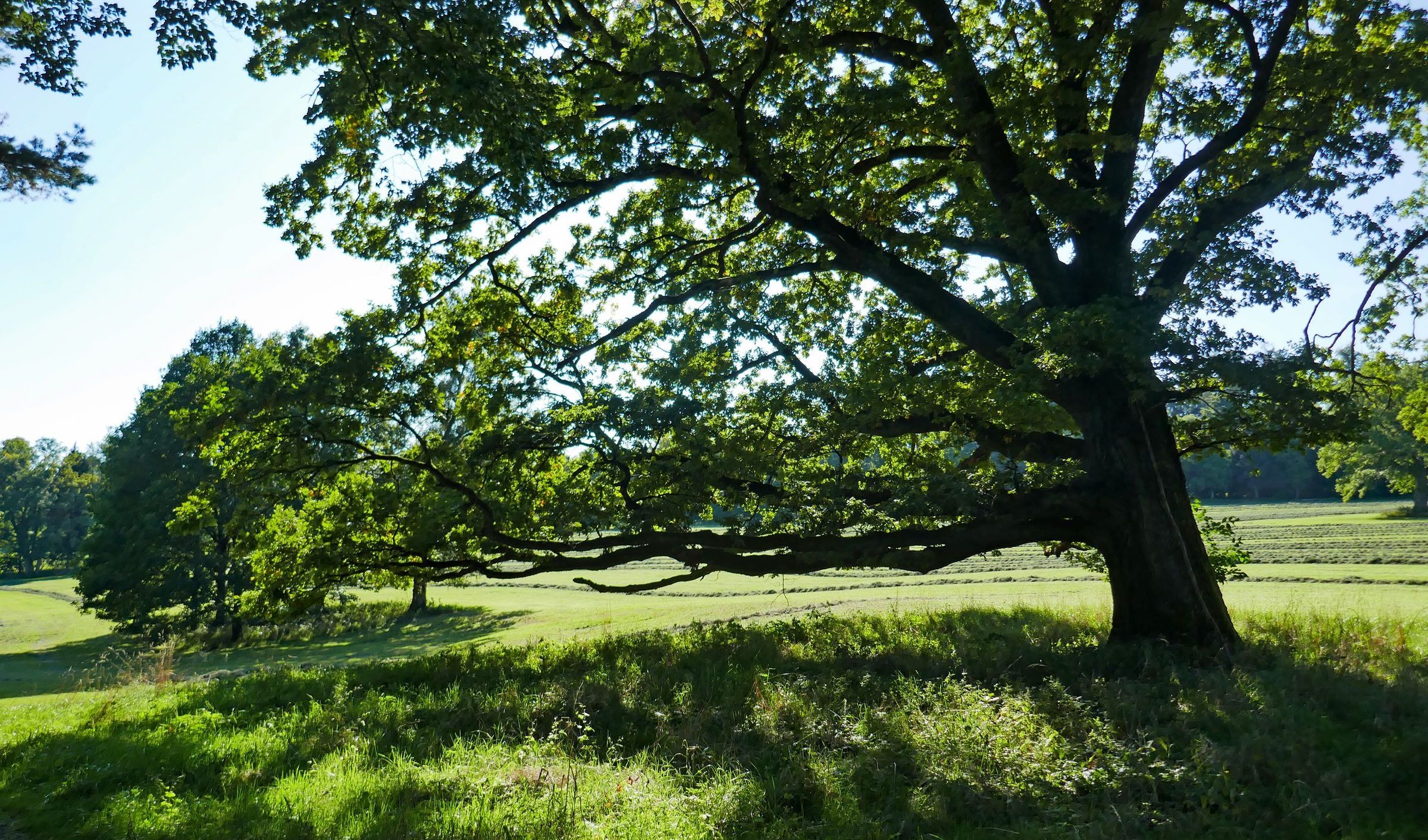Bernrieder Park: Ein großer, alter Baum steht im Gegenlicht.
