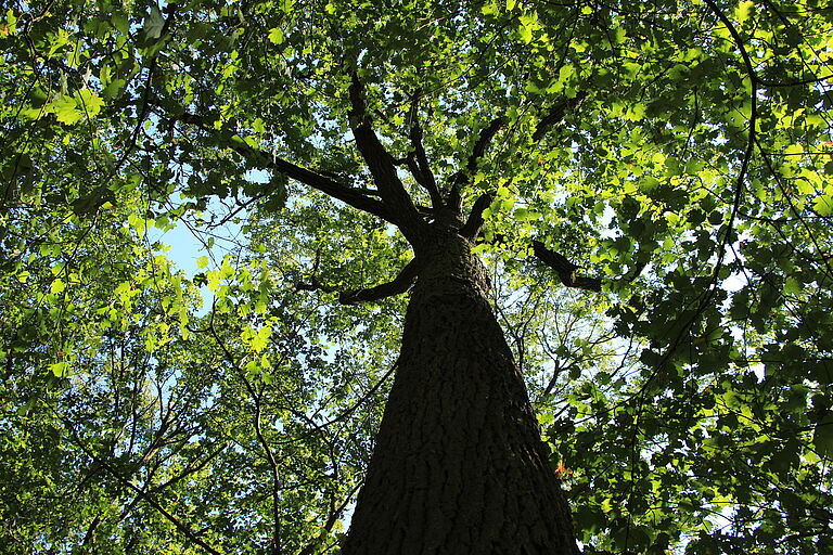 Baumkrone einer gut belaubten Eiche von unten fotografiert in einem Wald in Rüdisbronn. In den vergangenen Jahren haben sich etliche Waldbesitzer*innen gegen einen Gifteinsatz in ihren Wäldern entschieden. (Foto: BN) 