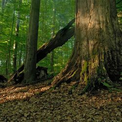 Naturwaldreservat Kleinengelein im Steigerwald; Foto: Thomas Stephan