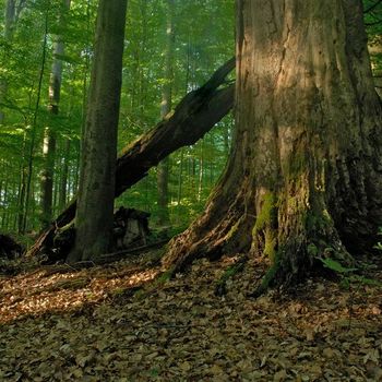 Naturwaldreservat Kleinengelein im Steigerwald; Foto: Thomas Stephan