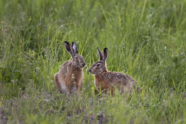 Feldhase (Foto: Marcus Bosch, BN)