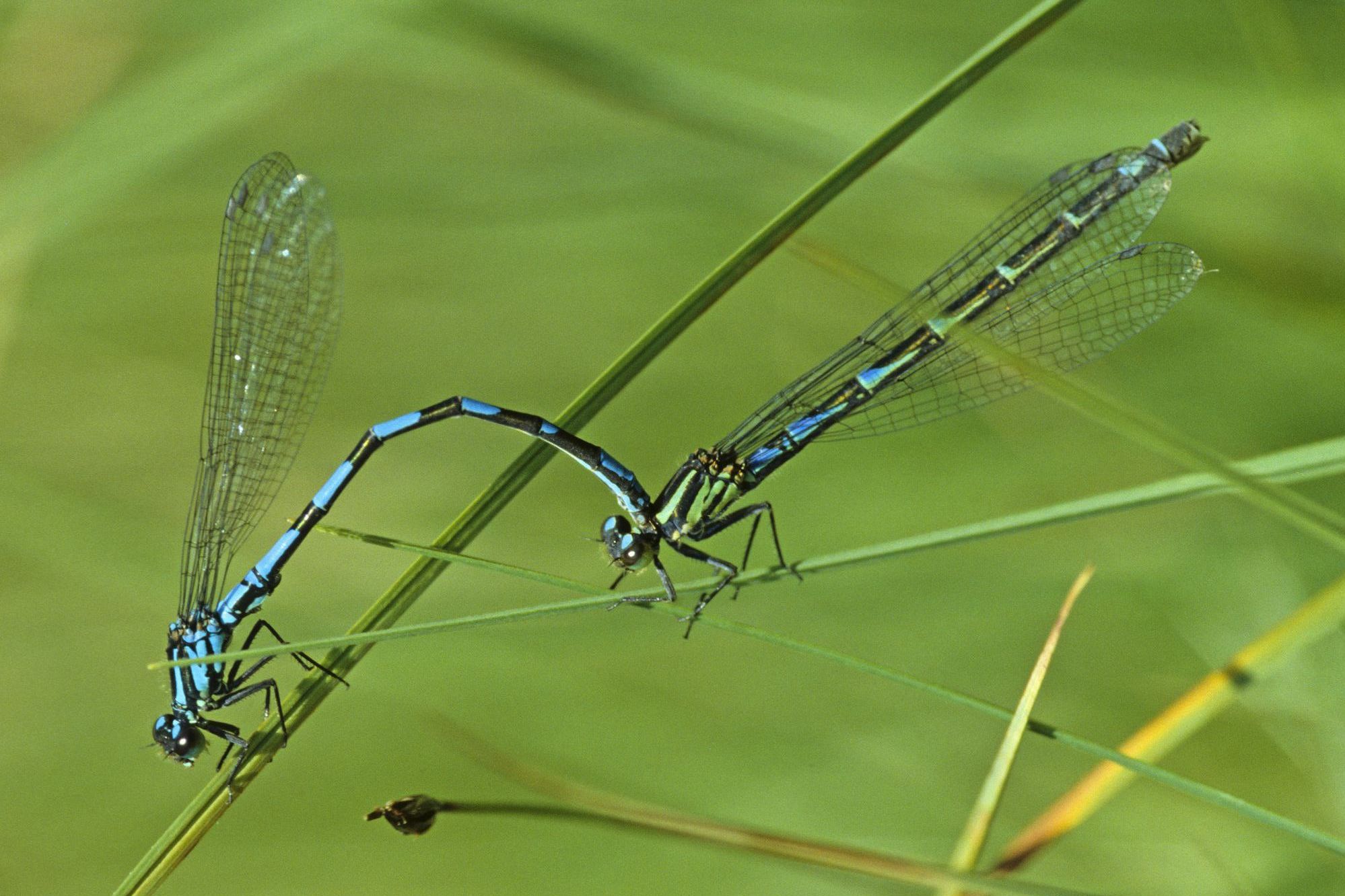 Rechts: Eine weibliche Sibirische Azurjungfer (Coenagrion hylas) Rechts: Eine weibliche Sibirische Azurjungfer (Coenagrion hylas)