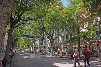 Allee von Schattenspendern (Foto: H. Schunk)