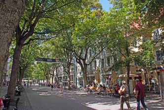 Allee von Schattenspendern (Foto: H. Schunk)