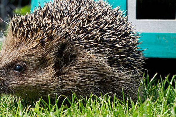 Igel und Mähroboter, Foto Kerstin Ellersdorfer