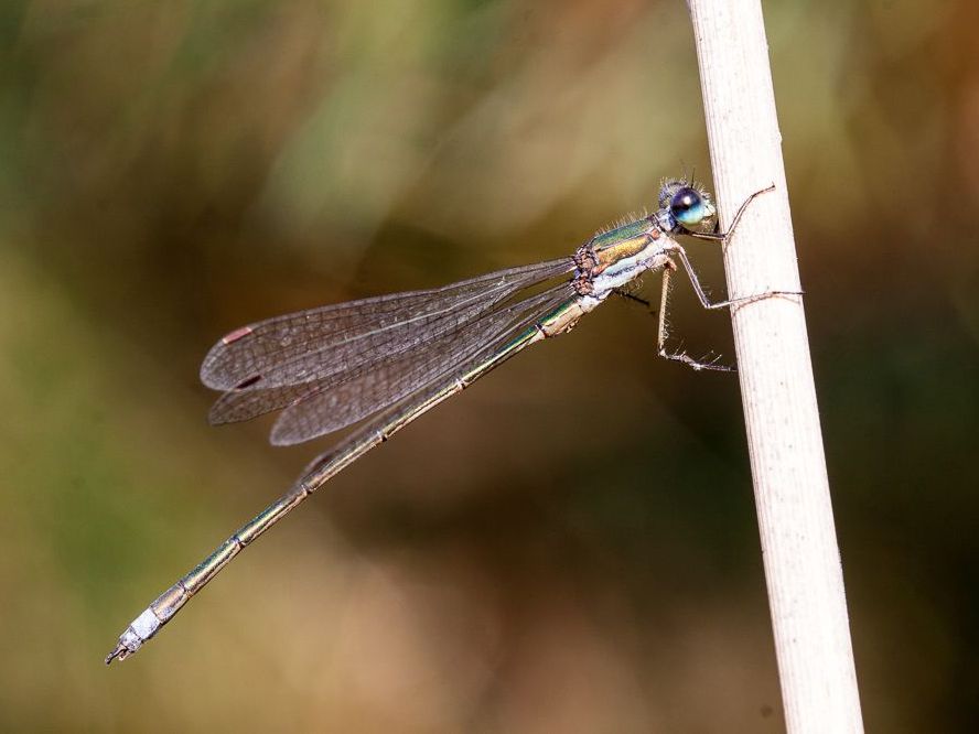 Eine männliche Kleine Binsenjungfer (Lestes virens)