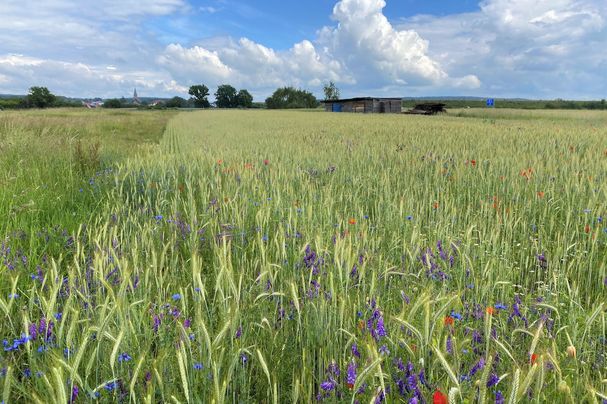 Ein Triticale-Erbsen-Acker mit bunten Ackerwildkräutern. (Foto: Otto Elsner)