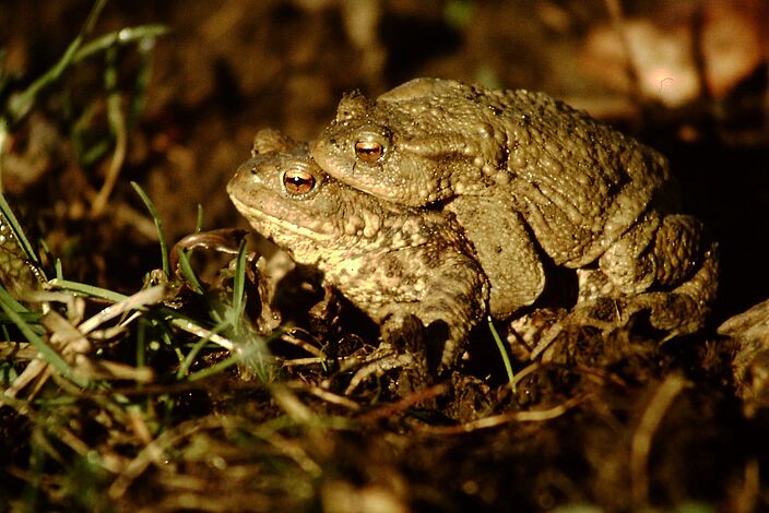 Der BUND Naturschutz zum Amphibienschutz