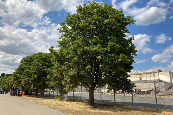 Kastanienreihe am Zeppelinfeld