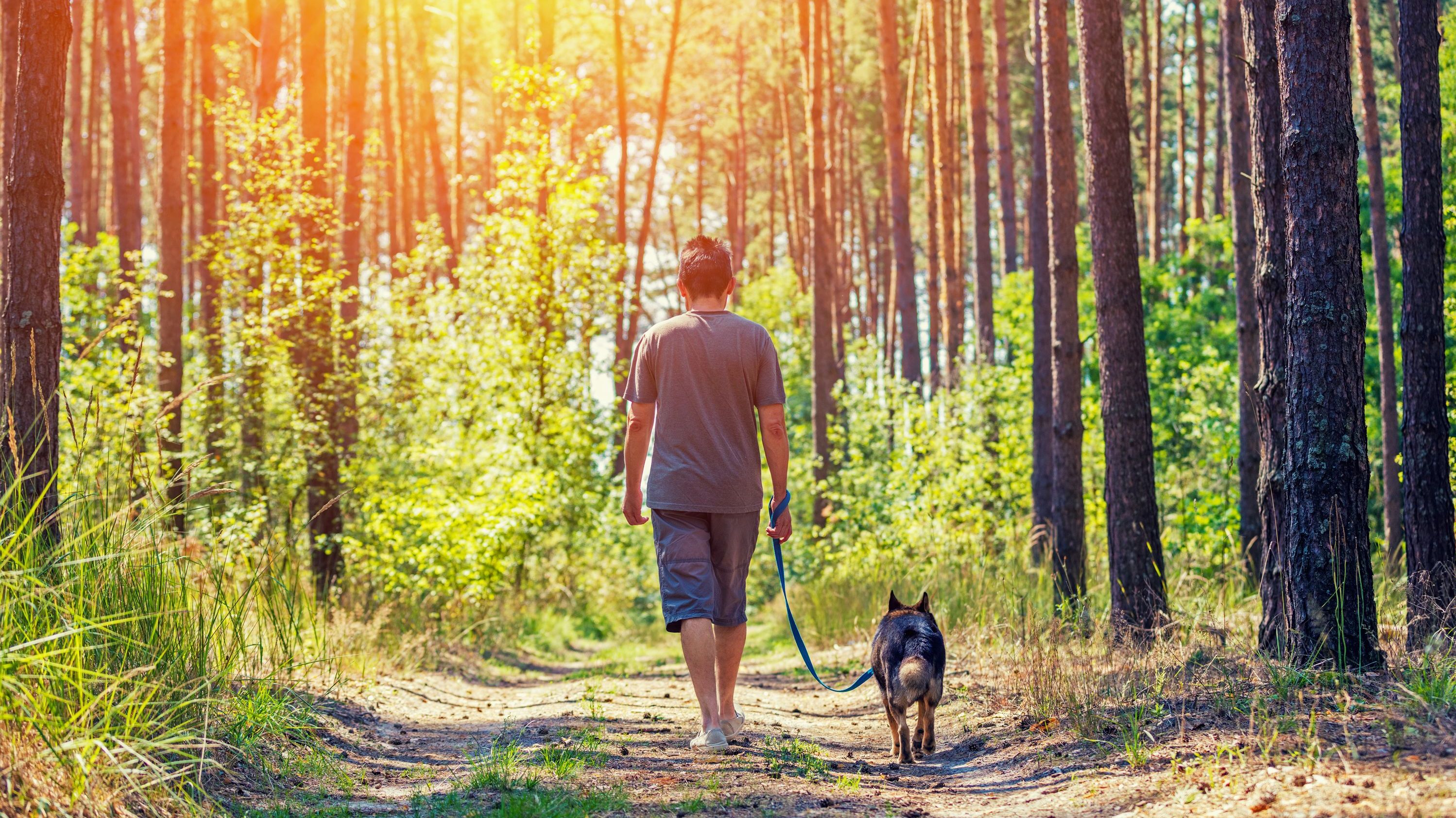 Wölfe teilen ihren Lebensraum mit dem Menschen und passen sich daran an. Umgekehrt sollten wir in einem Wolfsgebiet auf den Wegen bleiben und Hunde an die Leine nehmen. (Foto: vvvita/stock.adobe.com) Mensch und Wolf: Ein Spaziergänger geht mit einem Hund an der Leine durch einen Wald.