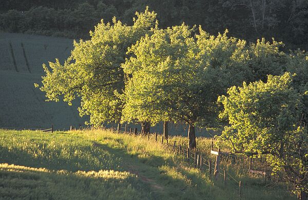 Streuobstwiese (Foto: Dominic Menzler) Obstbäume stehen an einem Zaun in einer hochstehenden Wiese. (Foto: BLE/Dominic Menzler)
