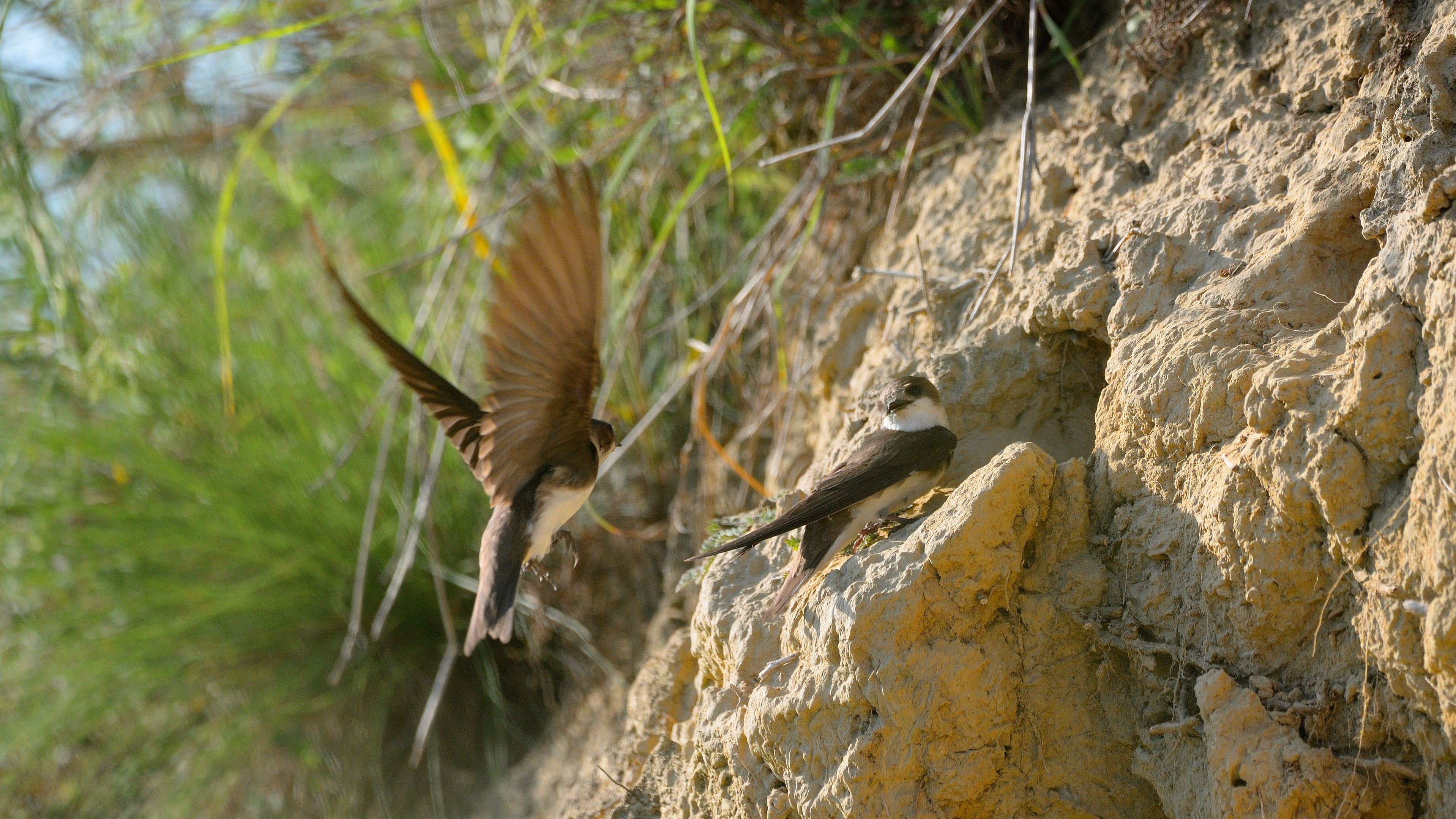 Uferschwalben benötigen lehmige oder festsandige Steilufer und Abbruchkanten, um dort ihre Brutröhren anzulegen. In der Büg bei Eggolsheim werden sie fündig. (Foto: Creaturart/stock.adobe.com) Auenlandschaft Büg bei Eggolsheim: Eine Uferschwalbe sitzt am Eingang ihrer Brutröhre in einer sandigen Wand, eine zweite Uferschwalbe befindet sich im Anflug.