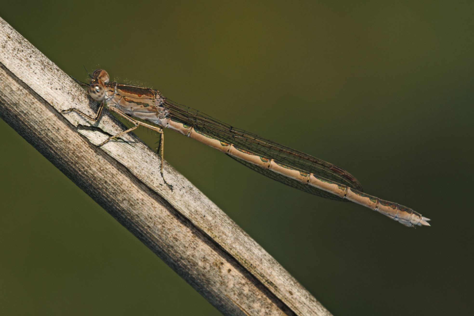 Weibchen der Sibirischen Winterlibelle (Foto: Heiko Bellmann) Eine weibliche Sibirische Winterlibelle (Sympecma paedisca)