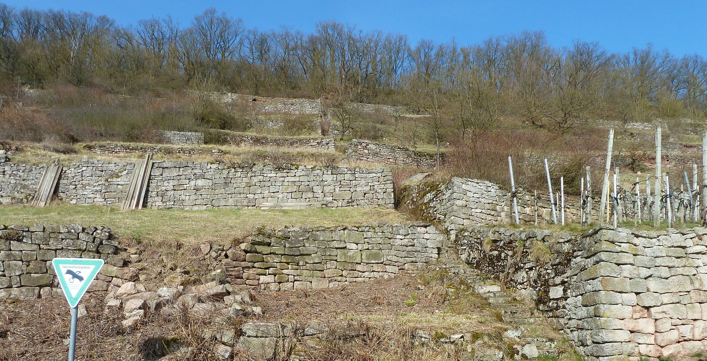 Historischer Weinbau am Steinbacher Pfaffenberg. (Foto: Winfried Berner) Historischer Weinbau am Steinbacher Pfaffenberg: Die strukturreichen Hänge mit Natursteinmauern und Gebüschen sowie die Terrassen helfen gegen Artenverlust und Bodenerosion. (Foto: Winfried Berner)