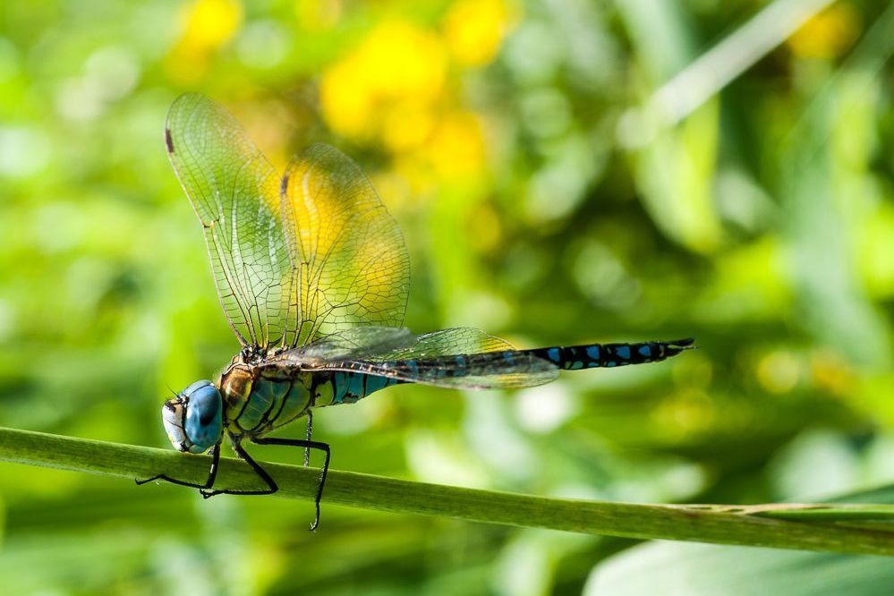 Männchen der Südlichen Mosaikjungfer (Foto: Falko Heidecke) Eine männliche Südliche Mosaikjungfer (Aeshna affinis)