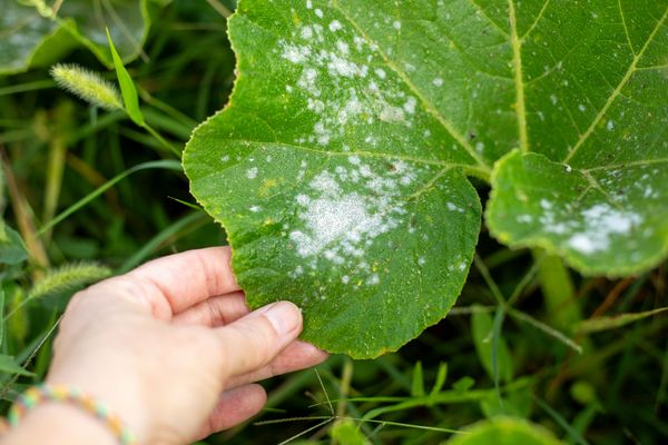 Mehltau erkennen (Foto: Natalia / stock.adobe.com) Eine Hand hält ein Weinblatt auf dessen Oberseite weiße Flecken zu sehen sind