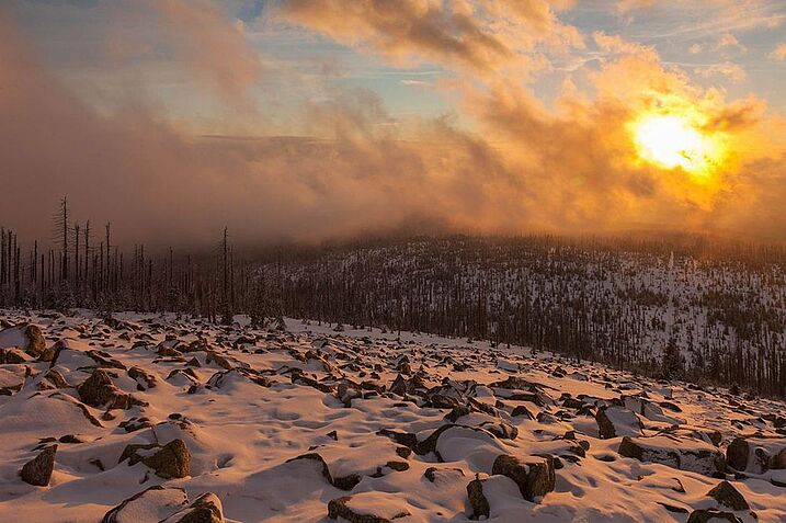 Quo vadis, Nationalpark? Um die entstehende Wildnis und die Ausrichtung des Parks gab es jahrzehntelang heftige Diskussionen (Foto: Rainer Simonis/Nationalparkverwaltung Bayerischer Wald). Quo vadis, Nationalpark? Um die entstehende Wildnis und die Ausrichtung des Parks gab es jahrzehntelang heftige Diskussionen (Foto: Rainer Simonis/Nationalparkverwaltung Bayerischer Wald).