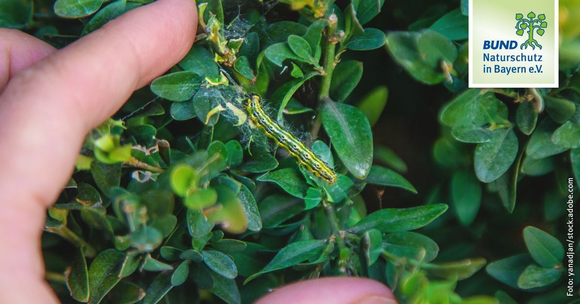 Buchsbaumznsler bekmpfen | BUND Naturschutz
