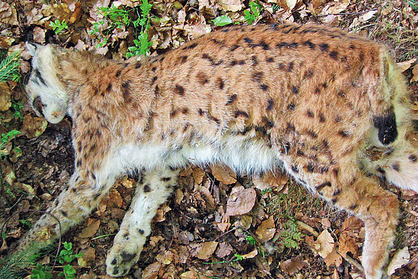 Die größte Luchs-Bedrohung bleibt der Mensch: Foto von einem erschossenen Luchs im Bayerischen Wald. Die Luchsin war trächtig. (Foto: Luchsprojekt Bayern)