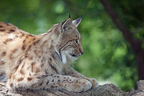 Luchs (Foto: Dieter Meyrl/iStock)
