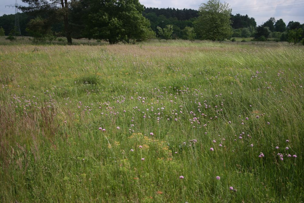 Eine hochstehende Wiese mit lila Blumen und einem Waldrand im Hintergrund. Sand-Lebensräume wie dieser Sandmagerrasen werden von hochspezialisierten Tieren und Pflanzen bewohnt. (Foto: Wolfgang Dötsch)