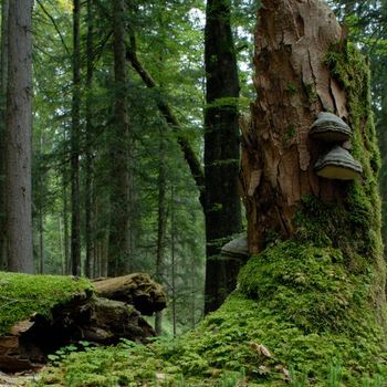 Naturwaldreservat Schrofen, Lkr. Garmisch-Partenkirchen; Foto: Axel Doering