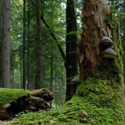 Naturwaldreservat Schrofen, Lkr. Garmisch-Partenkirchen; Foto: Axel Doering