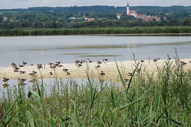Die gerettete Ammersee-Südspitze mit Vögeln auf einer Kiesbank, im Hintergrund ein Dorf mit einer großen Kirche. Dank BN ist die Ammersee-Südspitze ein Vogelparadies (Foto: hofbauer-birding.de